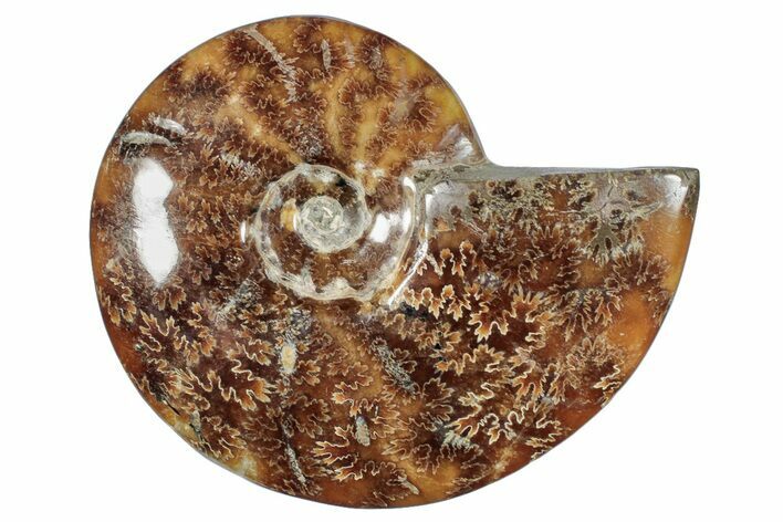 Polished Ammonite (Cleoniceras) Fossil - Madagascar #266327
